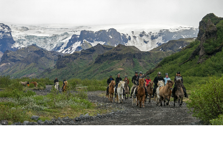 Riding with the Herd in Iceland 